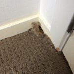 Carpet Damage from Mice