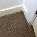 Carpet Repair from Mice Damage